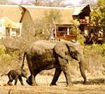 160-wildlife-luxury-safari 160-wildlife-luxury-safari
