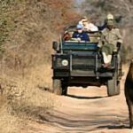 thornybush-collect-280-gen1 thornybush-collect-280-gen1
